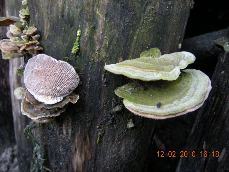 lenzites betulina